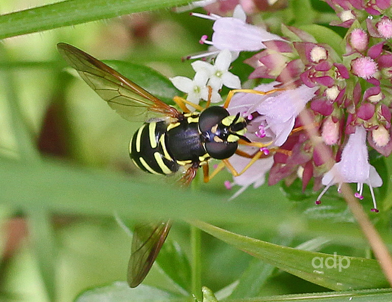 Chrysotoxum festivum, face pattern, female, Alan Prowse - IMG_6949tqs800c ChrFes PL face.jpg IMG_6949tqs800c ChrFes PL face.jpg